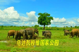 乌达瓦拉维国家公园.jpg