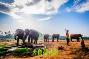 大象孤儿院11.webp.jpg