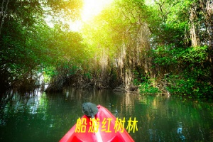 船游红树林111.jpg
