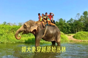 骑大象穿越原始丛林.webp.jpg