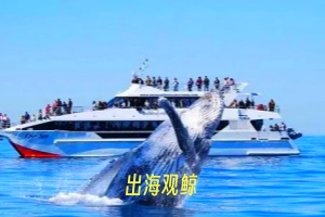 出海观鲸.webp.jpg